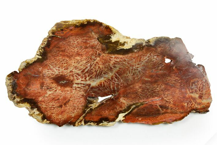 Colorful, Polished Petrified Wood Slab - Cherry Creek, NV #365982